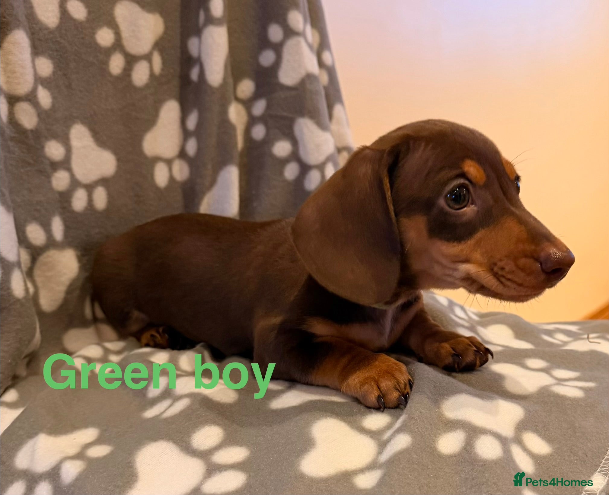 Miniature Dachshund dogs Miniature Dachshund male puppies - Advert 5