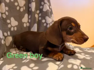 Miniature Dachshund dogs Miniature Dachshund male puppies - Advert 5