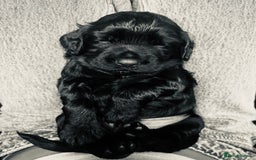 Cocker Spaniel dogs for sale: Black Male KC Working cocker - Image 1