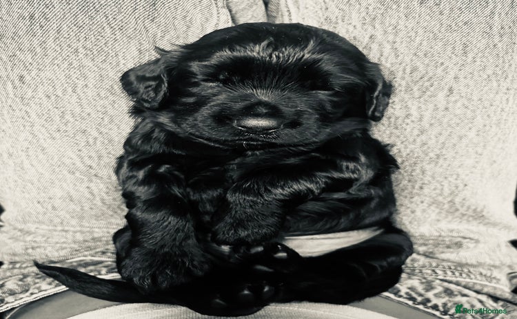 Cocker Spaniel dogs - Advert 5