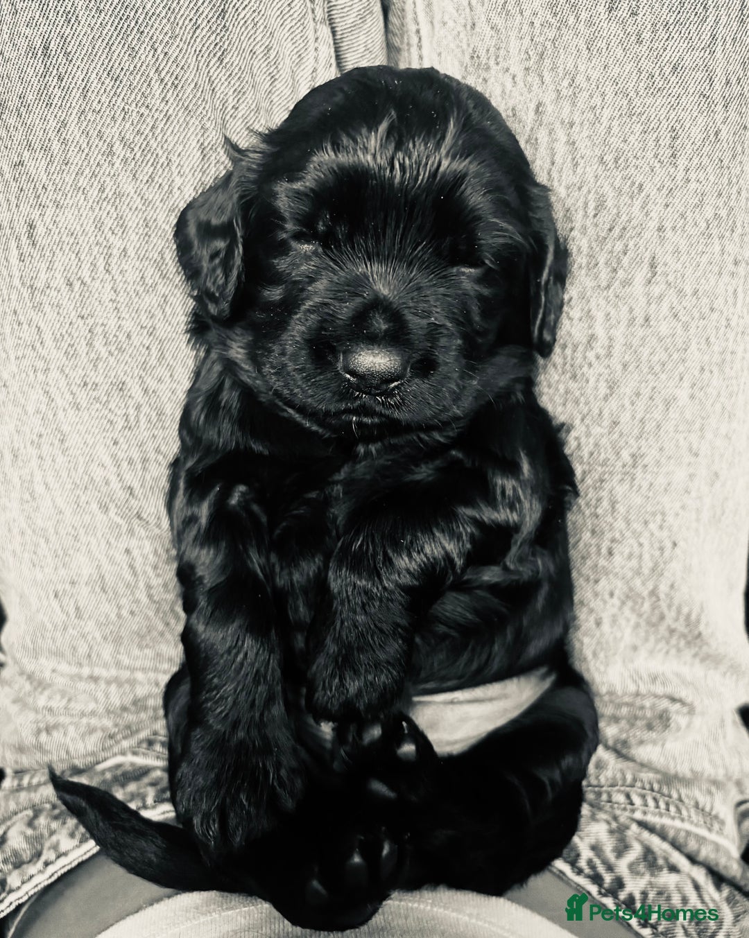 Cocker Spaniel dogs for sale: Black Male KC Working cocker - Image 1