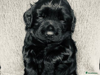 Cocker Spaniel dogs - Advert 29