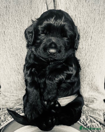 Cocker Spaniel dogs - Advert 2