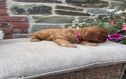Cockapoo dogs for sale: Beautiful Toy F1 Cockapoo Puppies for sale - Image 14