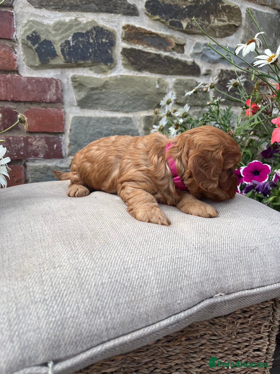 Cockapoo dogs for sale: Beautiful Toy F1 Cockapoo Puppies for sale - Image 14