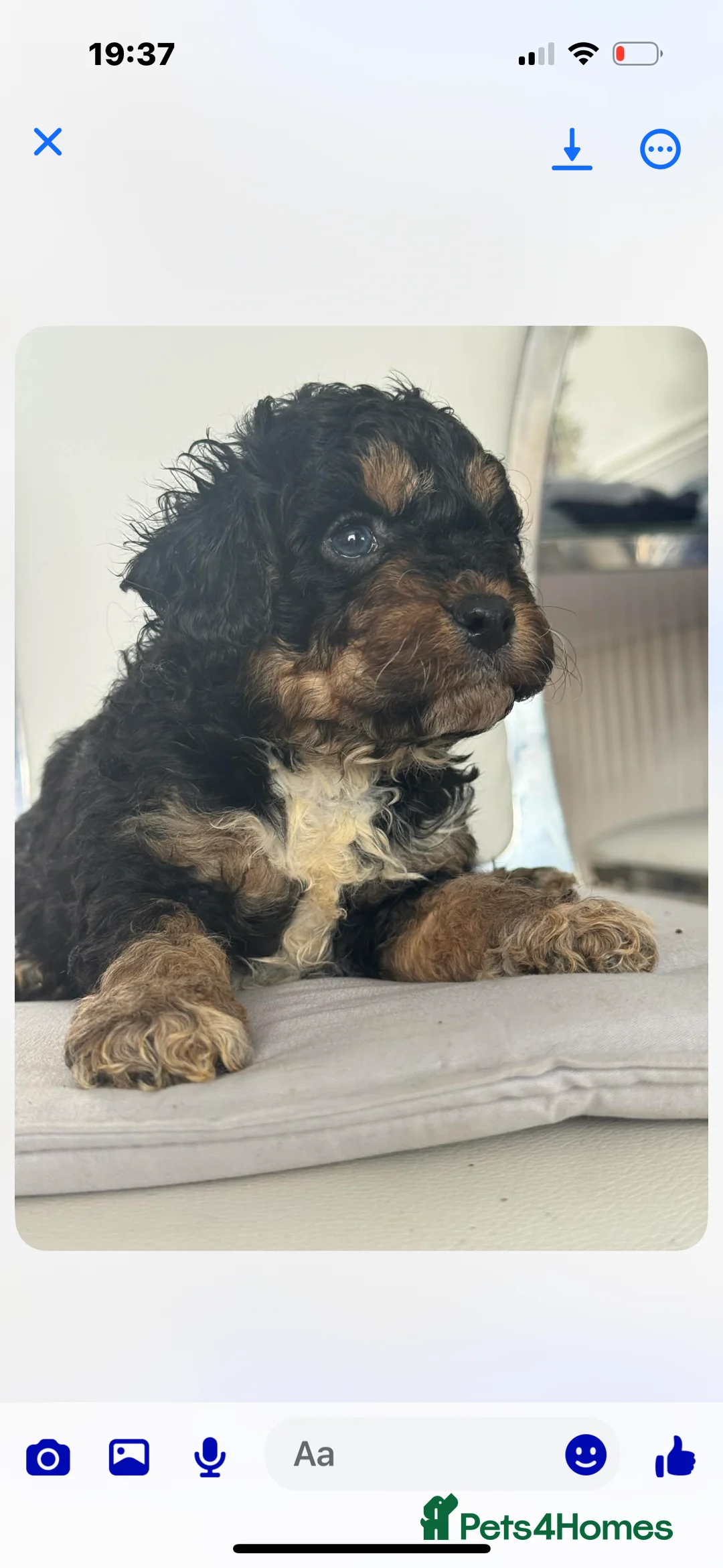 Cavapoo dogs for sale: F1B Cavapoos  - Advert 2