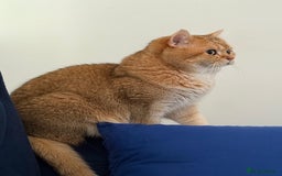 British Shorthair cats for sale: 🥰Beautiful kittens with rare colouring🥰 - Image 17