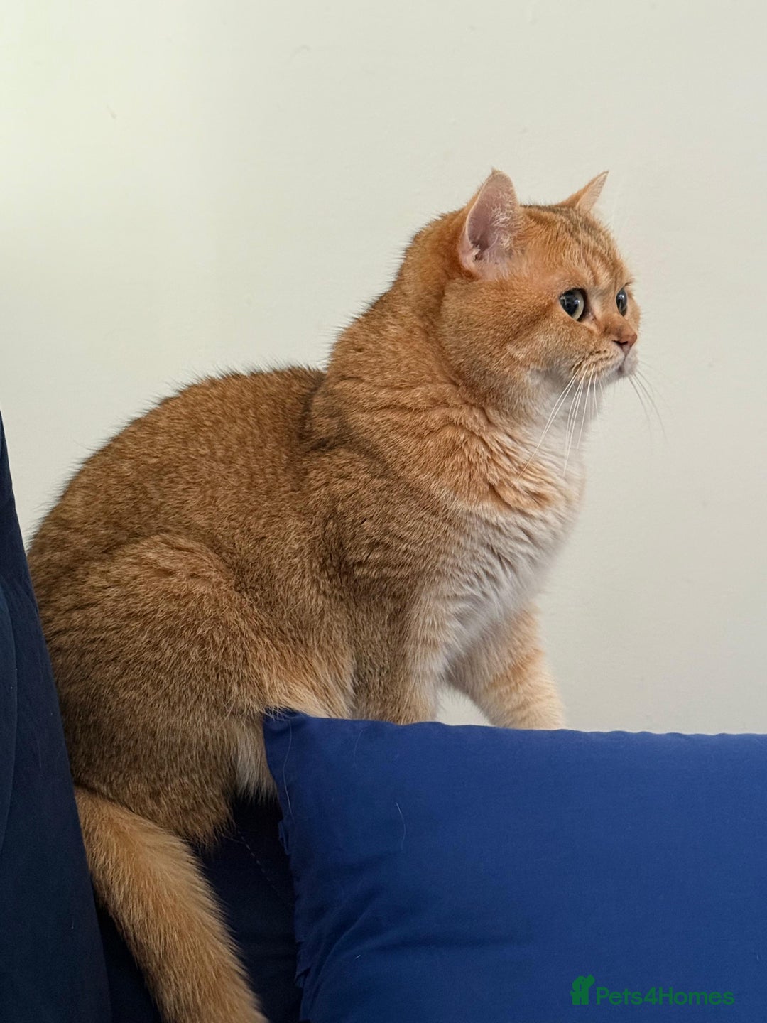 British Shorthair cats for sale: 🥰Beautiful kittens with rare colouring🥰 - Image 17