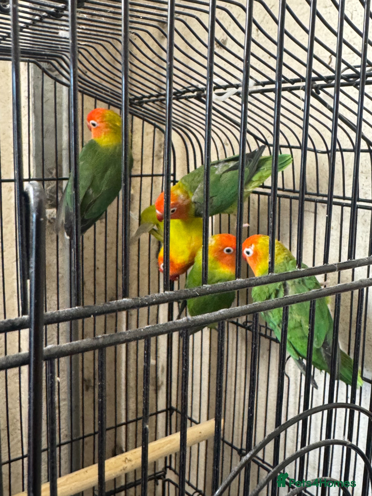 Lovebirds birds Lovebirds  - Advert 1