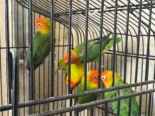 Lovebirds birds Lovebirds - Advert 1