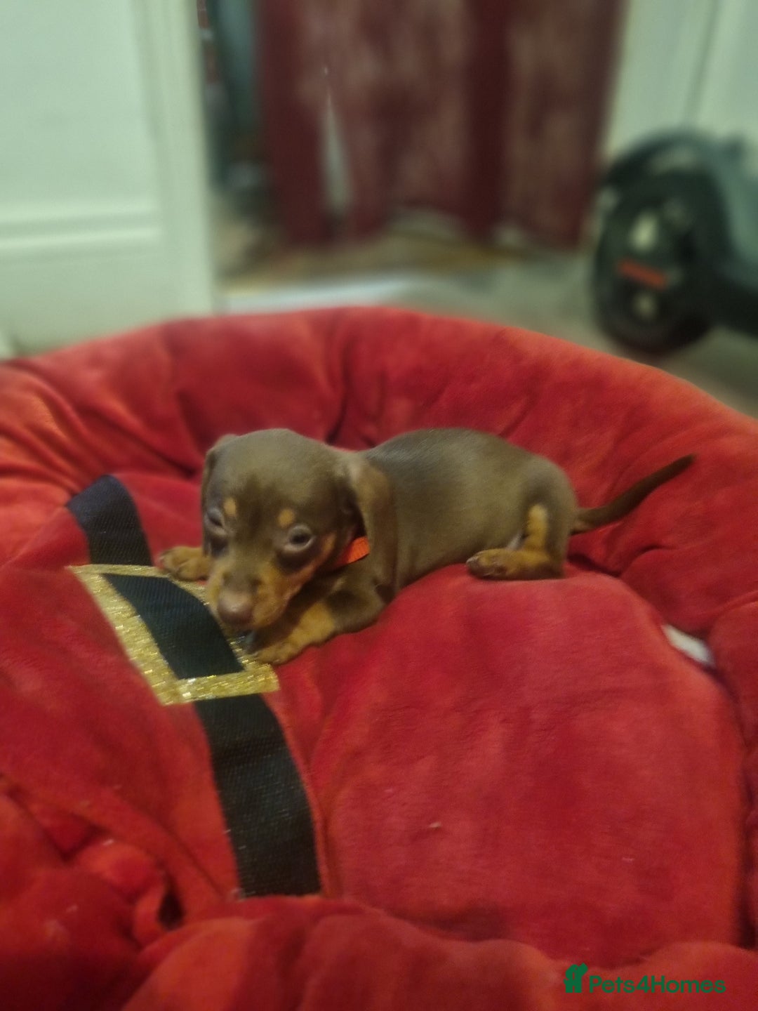 Miniature Dachshund dogs for sale: Miniature Dachshund  - Advert 22