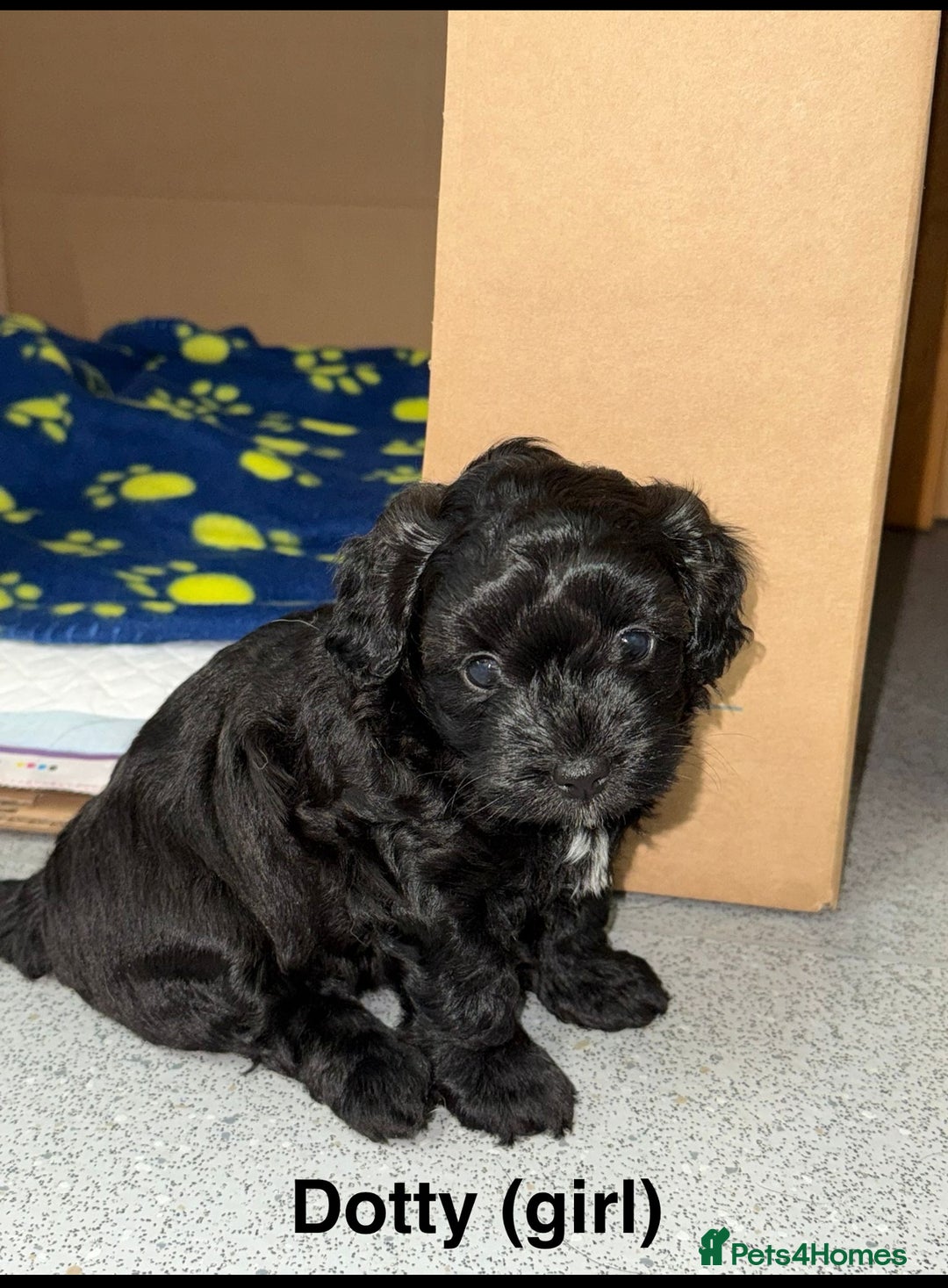 Mixed Breed dogs for sale: Poochon x chipoo small puppies - Image 4