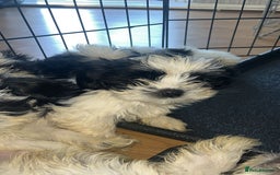 Shih Tzu dogs for sale: Shih Tzu Puppies - Image 1