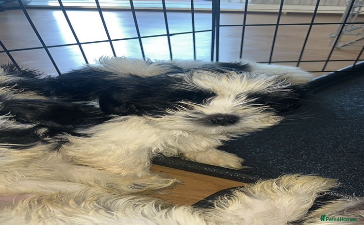 Shih Tzu dogs - Advert 4