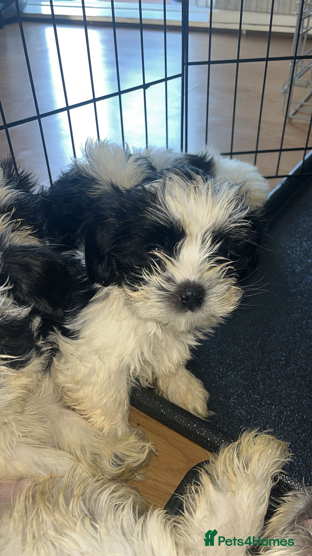 Shih Tzu dogs for sale: Shih Tzu Puppies - Image 1
