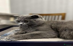 Scottish Fold cats for sale: Scottish fold and straight kittens  - Image 21