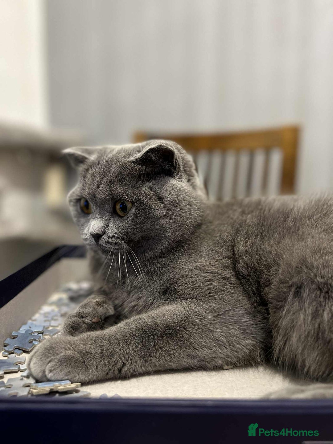 Scottish Fold cats for sale: Scottish fold and straight kittens  - Image 21