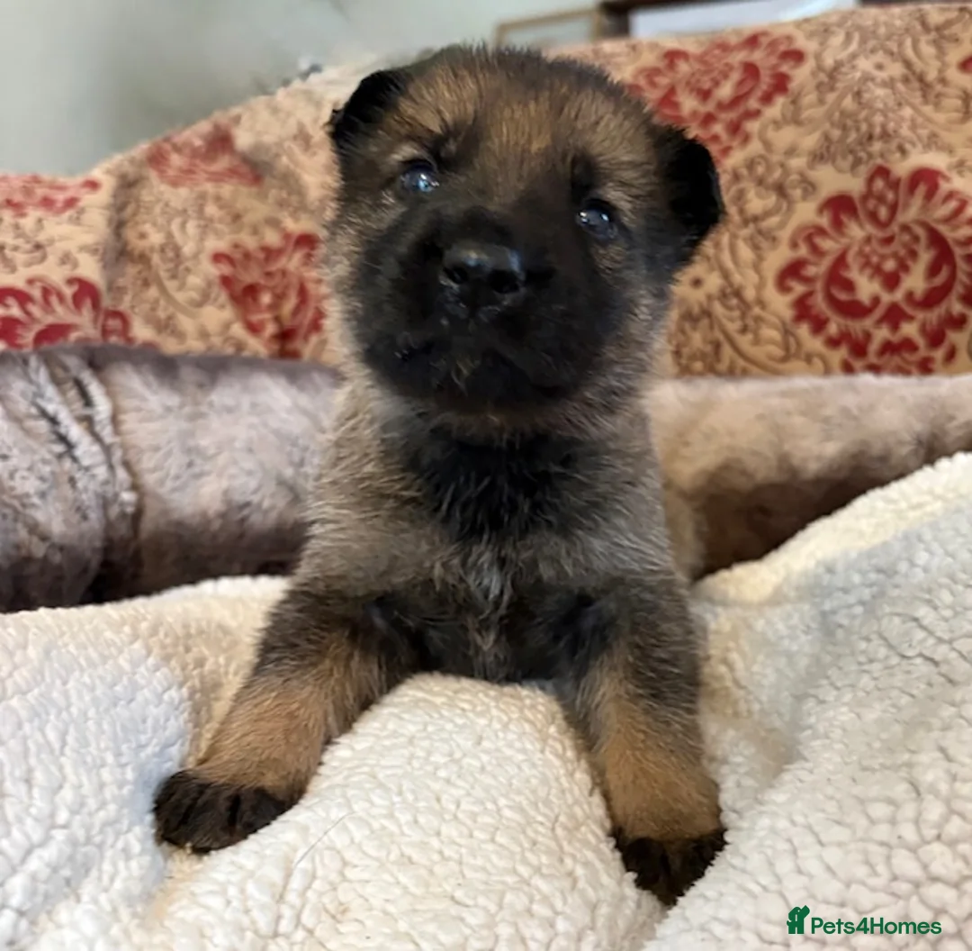 German Shepherd dogs for sale: 4* Licensed Breeders, Health Tested Parents - Advert 13