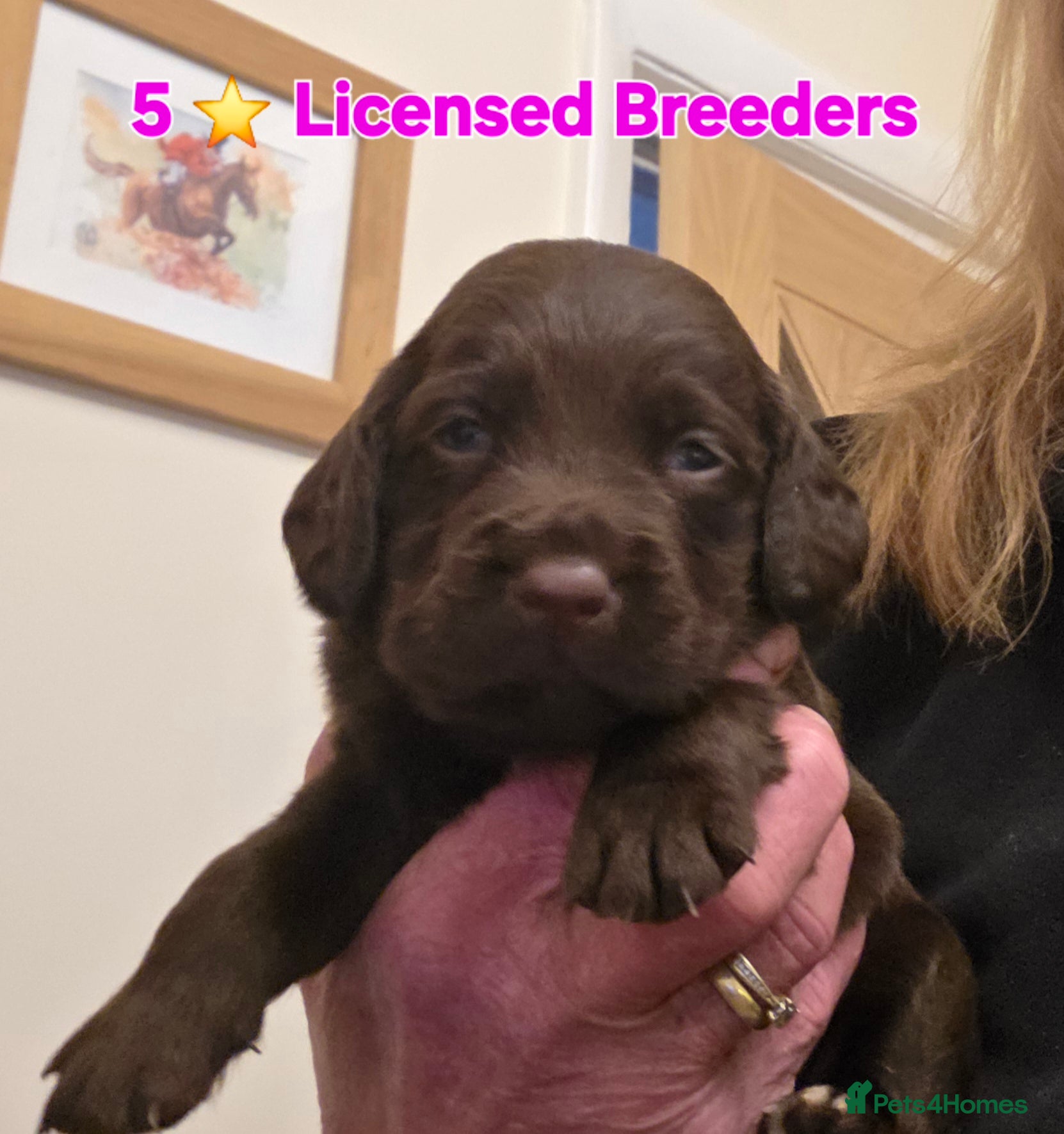 Cockerdor dogs Gorgeous Cockerdor puppies. Health Tested Parents. - Advert 1