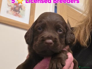 Cockerdor dogs Gorgeous Cockerdor puppies. Health Tested Parents. - Advert 2