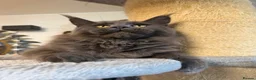 Maine Coon cats for sale: 🔥*TWO BEAUTIFUL SOLID BLUE MAINE COON FEMALES*🔥  - Advert 17