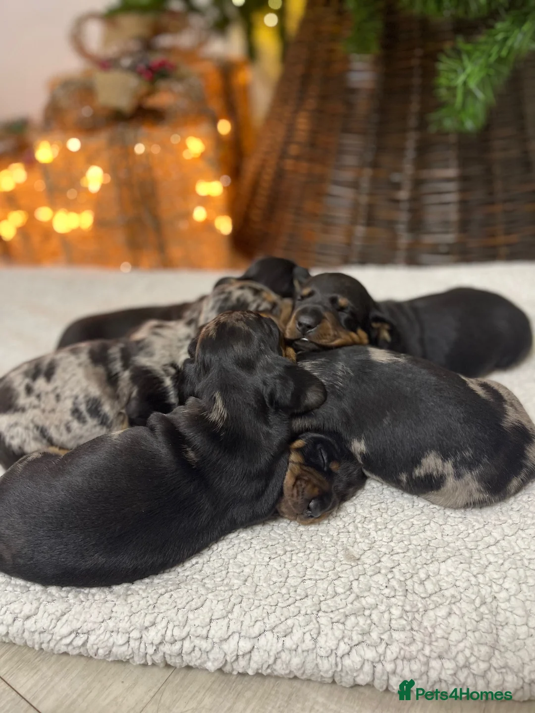 Miniature Dachshund dogs for stud: Extensively Health Tested KC REG Mini Dachshund in Littleborough - Advert 10