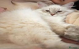 Siberian cats for sale:  3 Male Siberian Neva Masquerade Kittens - Advert 7
