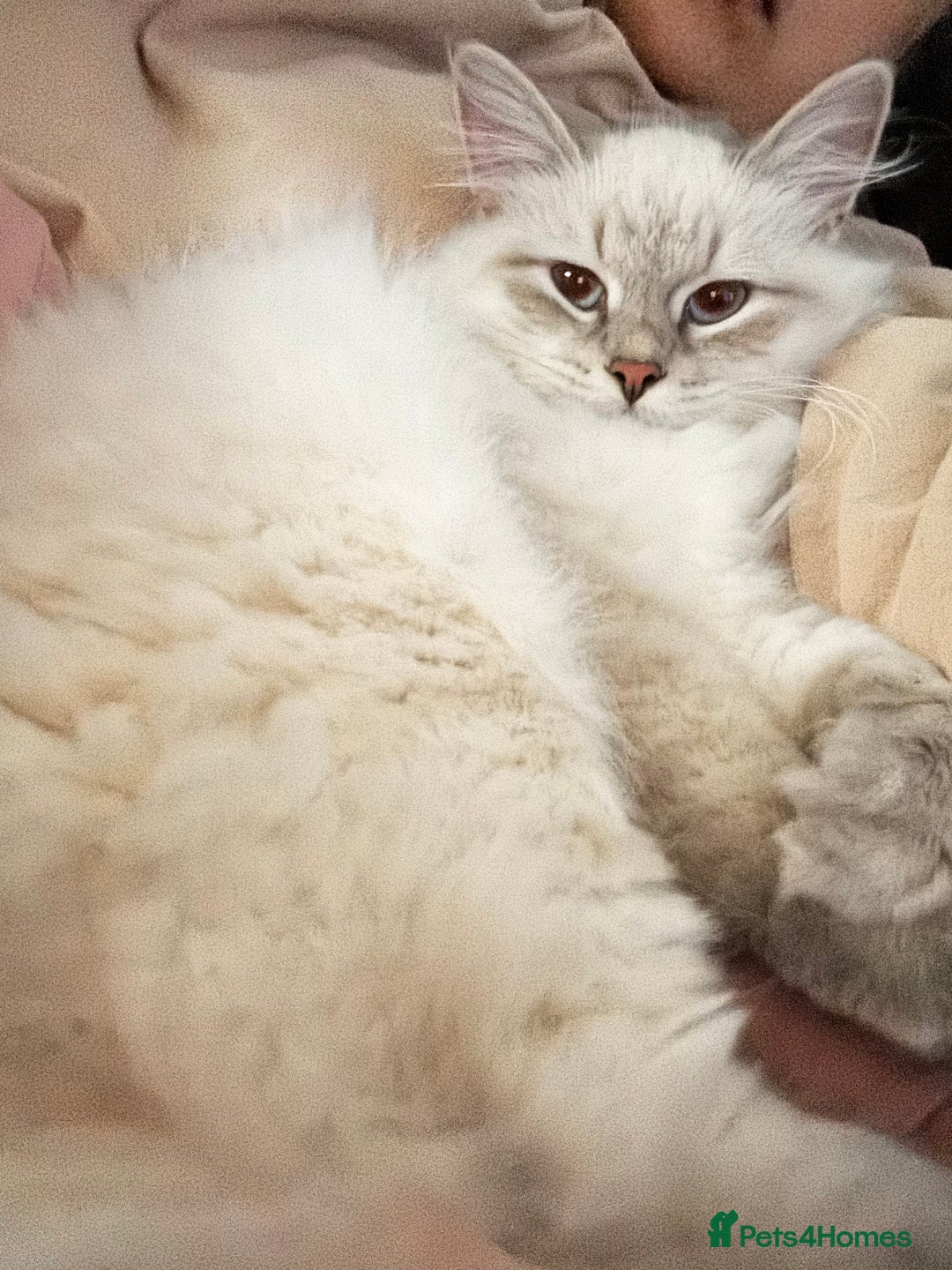 Siberian cats for sale:  3 Male Siberian Neva Masquerade Kittens - Advert 7