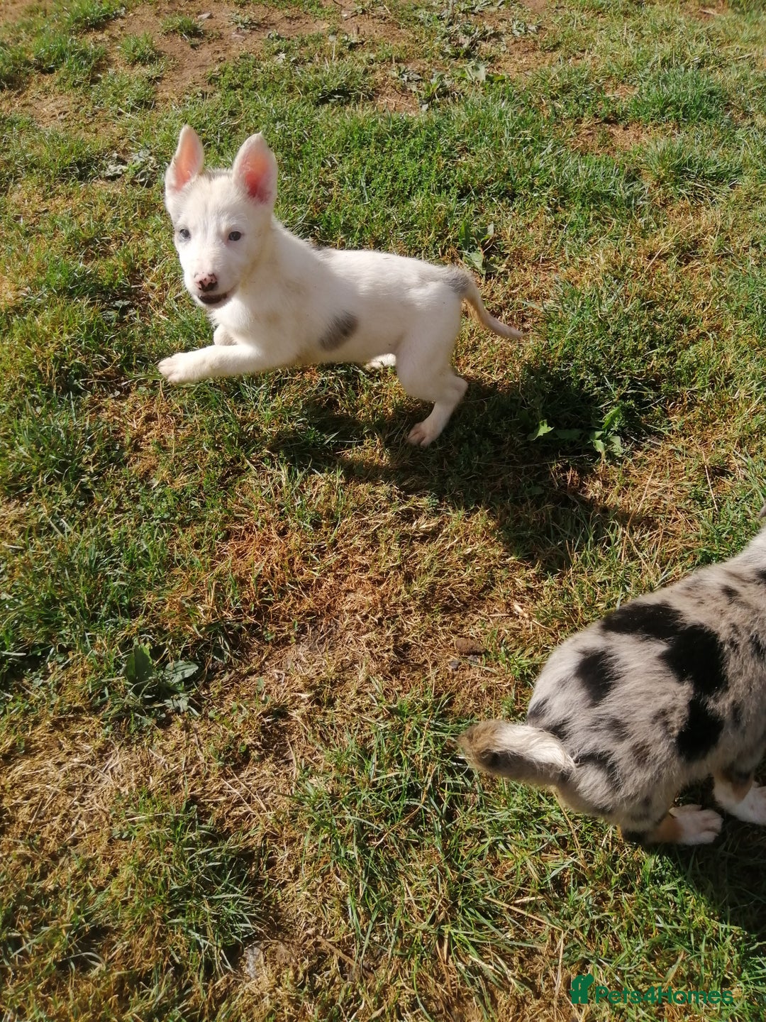Bearded Collie dogs for sale: Beautiful blue merle border collie pups! - Image 14