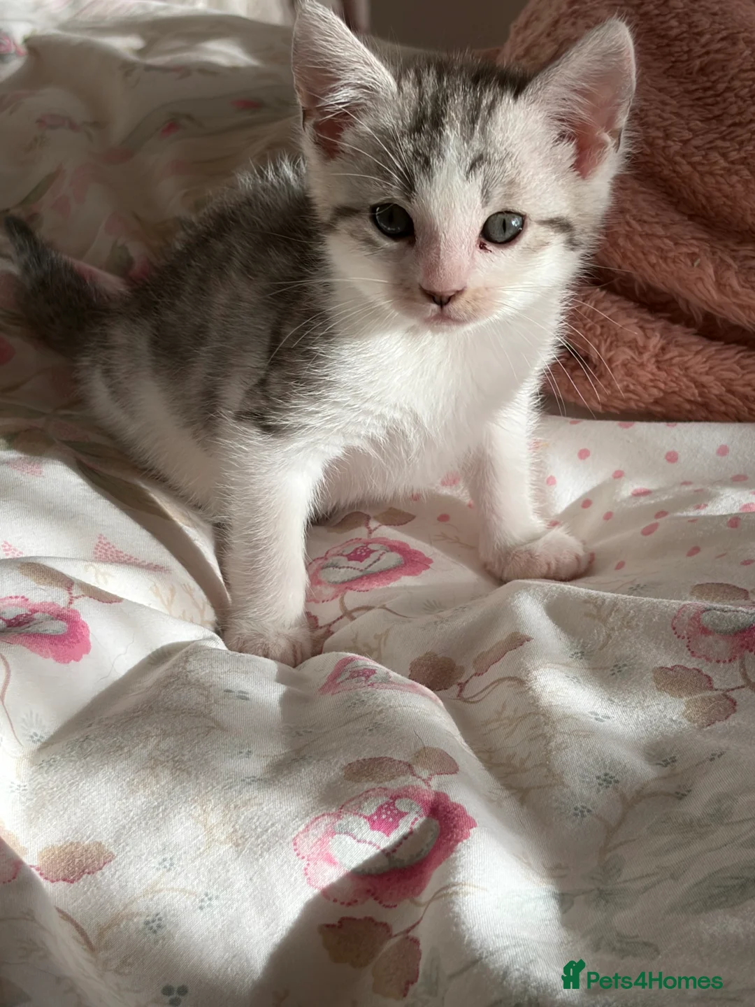 Mixed Breed cats for sale: Beautiful snow leopard cross  - Advert 6