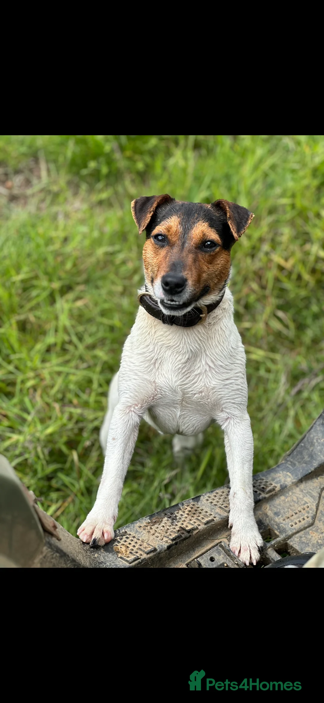 Jack Russell dogs for stud: Jack Russel Stud in Aboyne - Advert 2