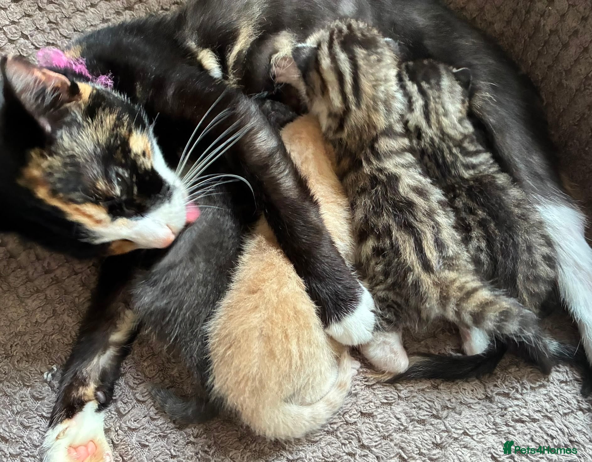 Mixed Breed cats Gorgeous Kittens For Sale - Advert 1
