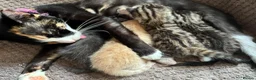 Mixed Breed cats for sale: Gorgeous Kittens For Sale - Advert 1