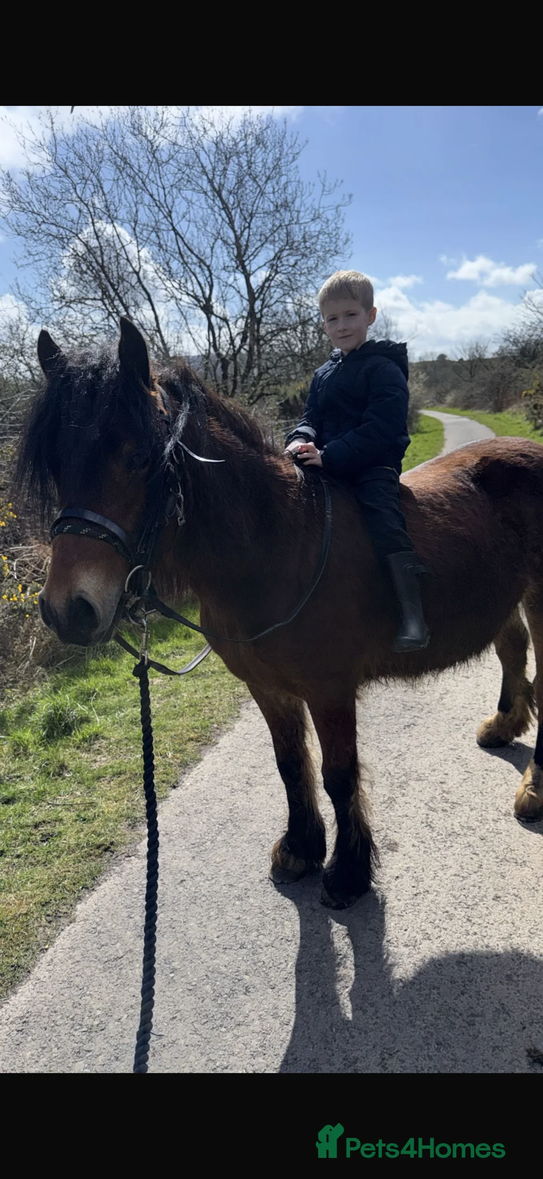 Irish Cob horses for sale: 3 year old gelding  - Advert 2