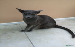 Oriental cats for sale: GCCF Reg. Oriental Blue - Image 3