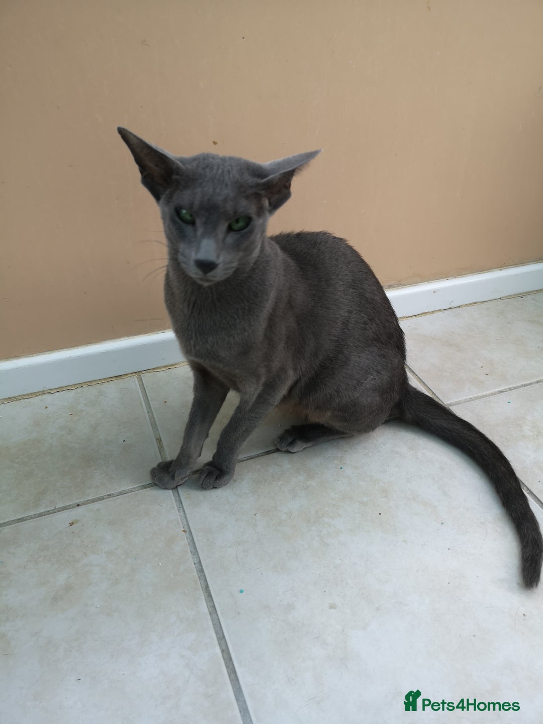 Oriental cats for sale: GCCF Reg. Oriental Blue - Image 3