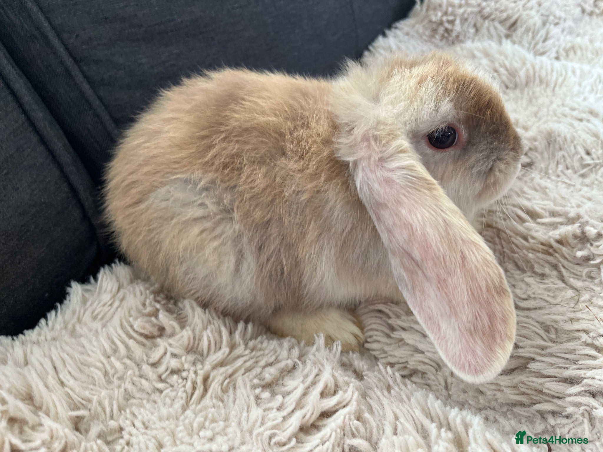 Mini Lop rabbits 🐰 Beautiful Bunny’s 🐰  - Advert 2