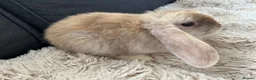 Mini Lop rabbits for sale: 🐰 Beautiful Bunny’s 🐰  - Advert 2