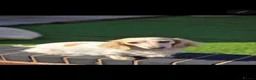 Miniature Dachshund dogs for sale: KC registered cream longhair miniature dachshund  - Advert 16