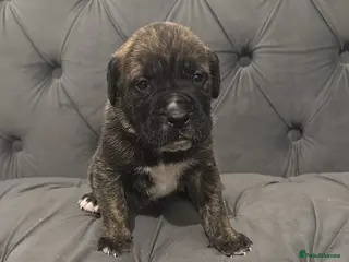 Presa Canario dogs Pure Outstanding presa Canario pups - Advert 2