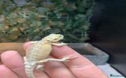 Bearded Dragon reptiles for sale: Baby bearded dragons super friendly  - Image 2