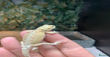Bearded Dragon reptiles - Advert 1