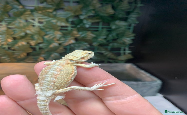 Bearded Dragon reptiles - Advert 1
