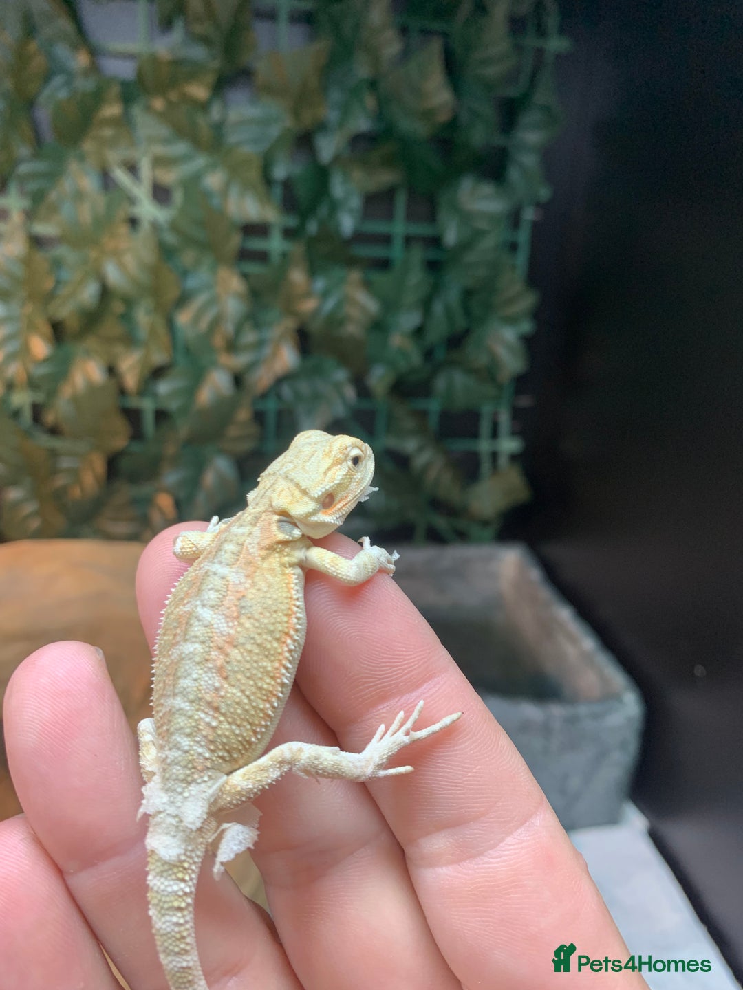 Bearded Dragon reptiles for sale: Baby bearded dragons super friendly  - Image 2