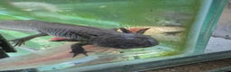 Other/Mixed Breed fish for sale: Axolotls - Advert 7