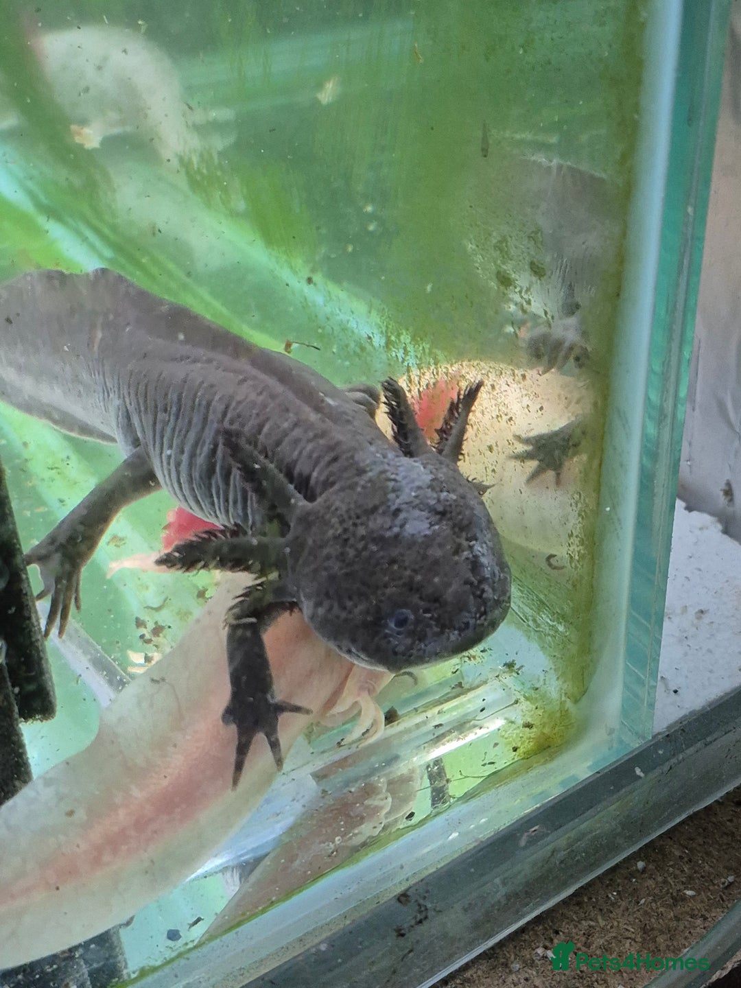Other/Mixed Breed fish for sale: Axolotls - Advert 7