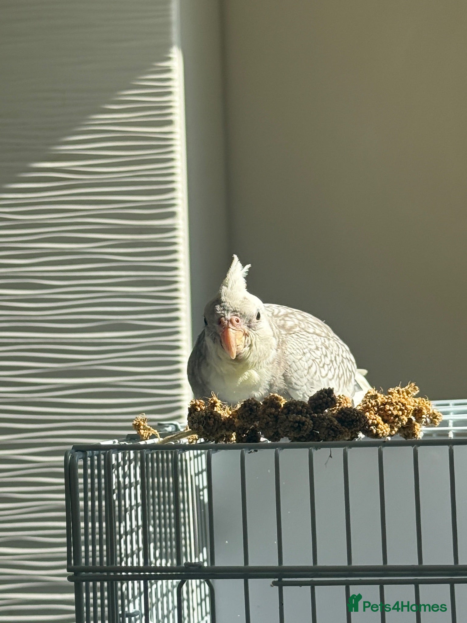 Cockatiels birds 3.5 months old male cockatiel- hand reared+cage i - Advert 1