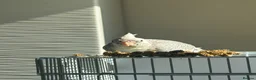 Cockatiels birds for sale: 3.5 months old male cockatiel- hand reared+cage i - Advert 1