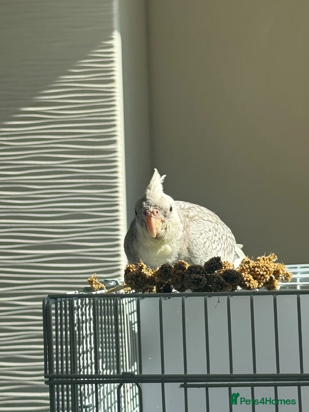 Cockatiels birds for sale: 3.5 months old male cockatiel- hand reared+cage i - Advert 1