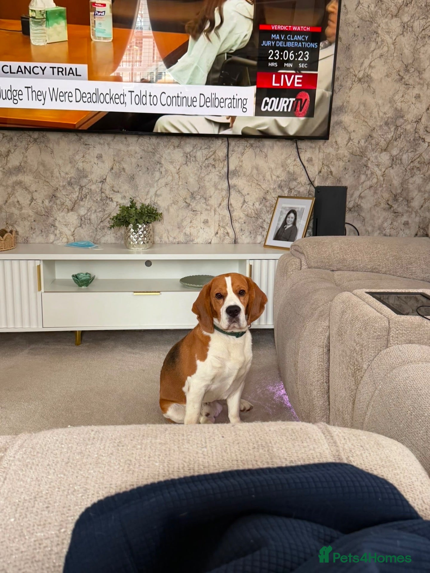 Beagle dogs Beagle pups  - Advert 2